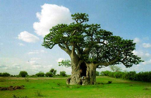 Pohon Baobab